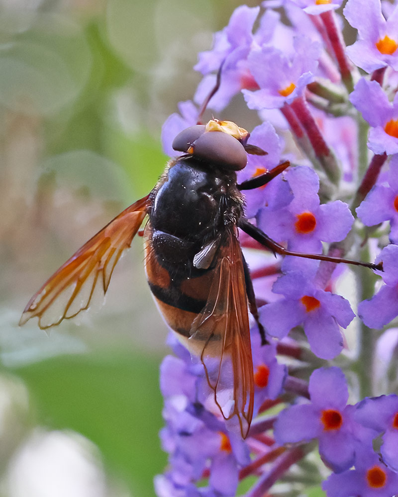 Hornet plumehorn